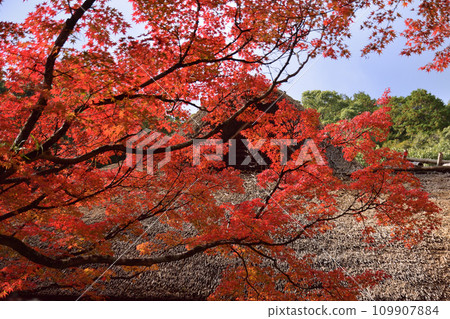Autumn leaves of Nine years Autumn leaves of Nine years 109907884
