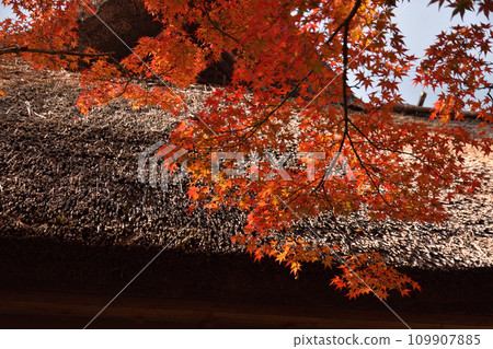 Autumn leaves of Nine years Autumn leaves of Nine years 109907885