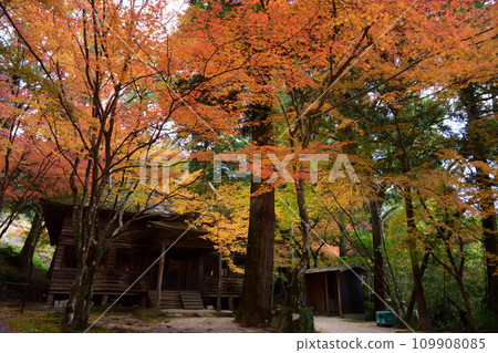 Autumn leaves of Ninpatsu Shrine Autumn leaves of Ninpatsu Shrine 109908085