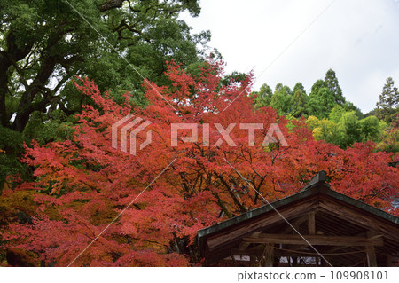 Autumn leaves of Ninpatsu Shrine Autumn leaves of Ninpatsu Shrine 109908101