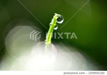 滴在草葉的尖端,特寫 滴在草葉的尖端,特寫 109908180