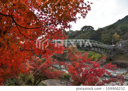 Autumn leaves at Nibiyama Park 109908232