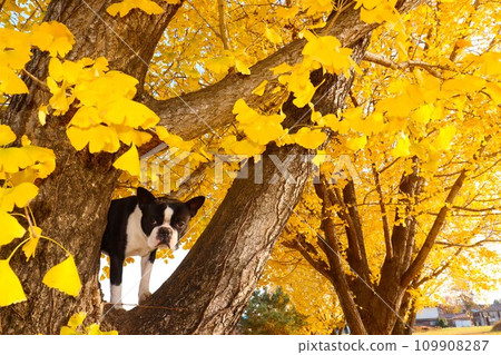 Mighty the Boston Terrier looks cutely from atop a beautiful ginkgo tree ♡ Mighty the Boston Terrier looks cutely from atop a beautiful ginkgo tree ♡ 109908287