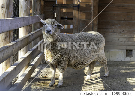 羊盯著看 109908655