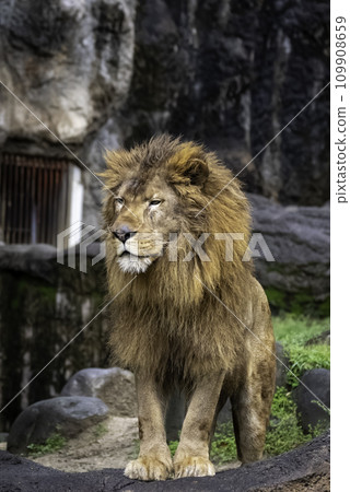 The lion, the king of beasts, has a fearless face. The lion, the king of beasts, has a fearless face. 109908659