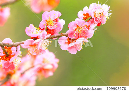 Beautiful pink plum blossoms in full bloom 109908678