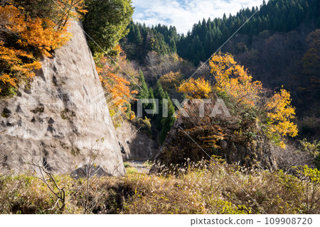 [Forest road] Off-road colored with autumn leaves 109908720