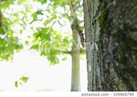 Semi that sticks to trees 109908790