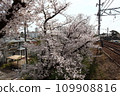Cherry blossoms overlooking from the elevated platform 109908816