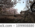 Railway tracks and cherry blossoms 109908880