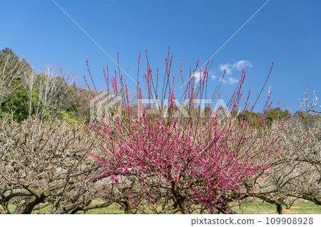 紅梅在藍天映襯下熠熠生輝 109908928