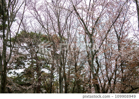 A forest full of wild cherry trees A forest full of wild cherry trees 109908949