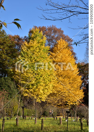 I took a photo of a ginkgo tree with yellow leaves against the blue sky. I took a photo of a ginkgo tree with yellow leaves against the blue sky. 109909000