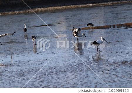 flock of storks flock of storks 109909553