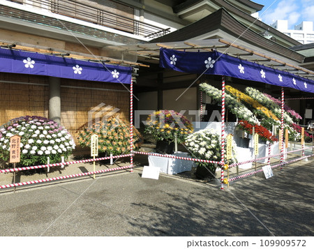 Yushima Tenjin in November decorated with chrysanthemum flowers (during the Bunkyo Chrysanthemum Festival) 109909572
