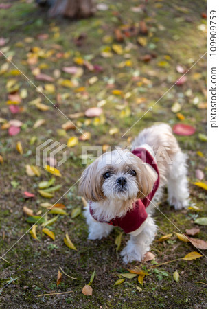 高級西施犬 109909759