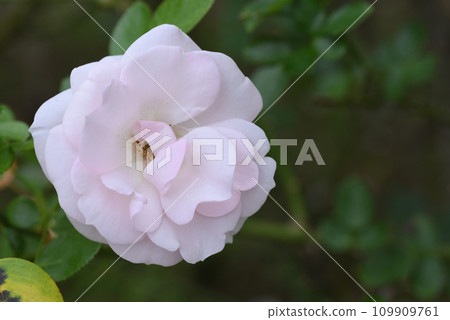 玫瑰（阿司匹林玫瑰） 109909761