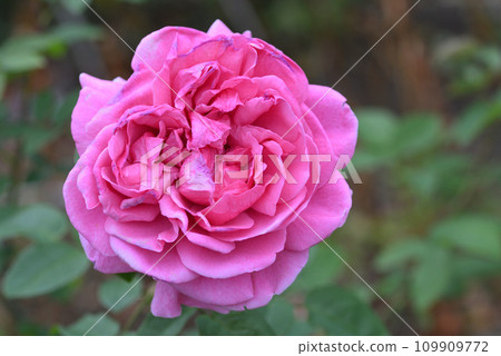 Rose (Rose Piper) 109909772