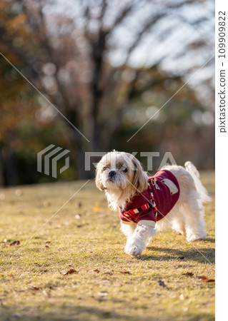 senior shih tzu 109909822