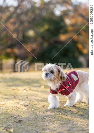 高級西施犬 109909823