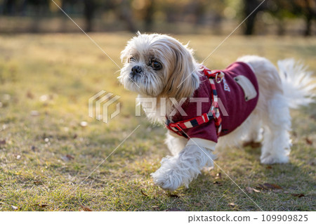 高級西施犬 109909825