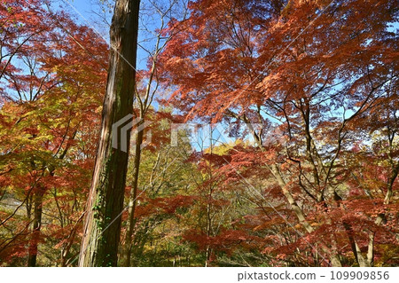 埼玉縣嵐山町武藏嵐山谷的秋葉樹 埼玉縣嵐山町武藏嵐山谷的秋葉樹 109909856