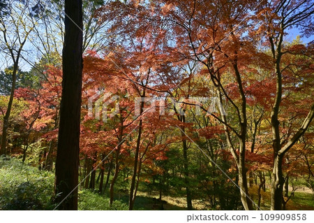 埼玉縣嵐山町武藏嵐山谷的秋葉樹 109909858