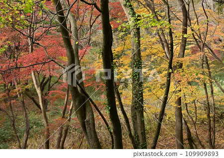 埼玉縣嵐山町武藏嵐山谷的秋葉樹 109909893