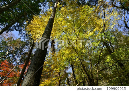 埼玉縣嵐山町武藏嵐山谷的秋葉樹 109909915