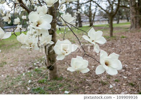 Shiraki蓮花 109909916