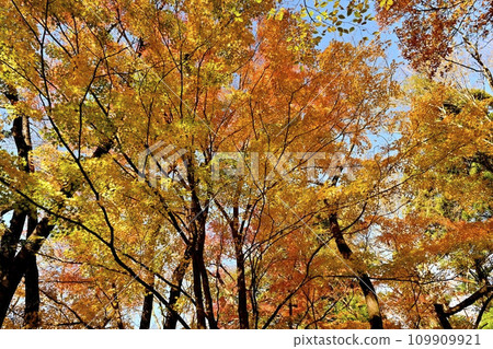 Autumn foliage trees in Musashi Arashiyama Valley, Arashiyama Town, Saitama Prefecture 109909921