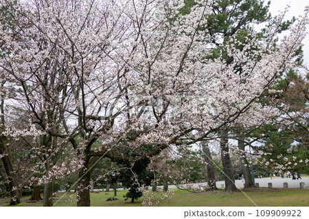 櫻花盛開在春天公園 109909922