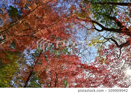 Autumn foliage trees in Musashi Arashiyama Valley, Arashiyama Town, Saitama Prefecture 109909942