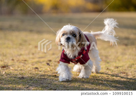高級西施犬 109910015
