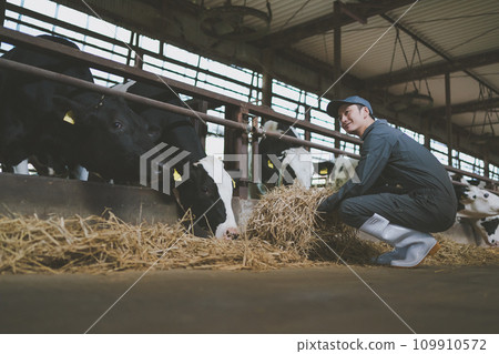 cow, cattle, cows 109910572