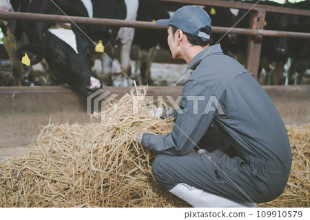 cow, cattle, cows 109910579