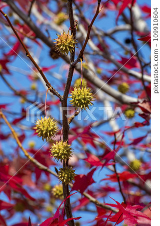 Fruit of Japanese maple (Japanese maple) 109910604