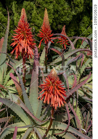 Flower of Kidachiaroe 109910619