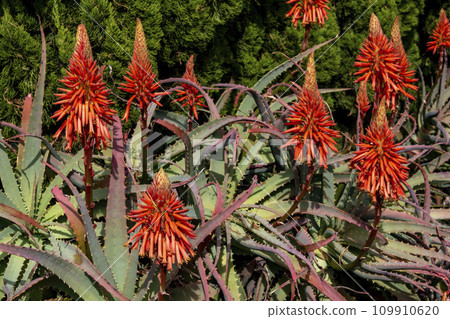 Flower of Kidachiaroe 109910620