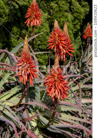 Flower of Kidachiaroe Flower of Kidachiaroe 109910623