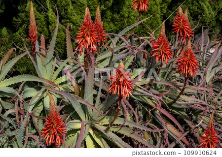 Flower of Kidachiaroe Flower of Kidachiaroe 109910624