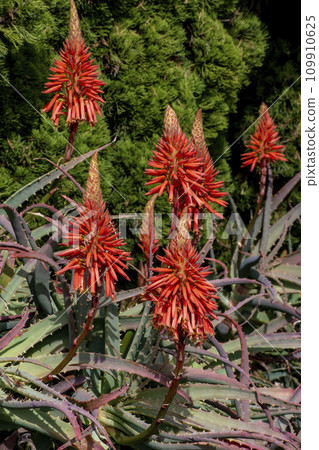 Flower of Kidachiaroe Flower of Kidachiaroe 109910625