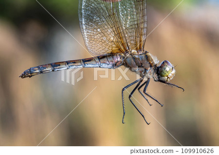 抱起羽毛的大力茜的側面視圖 抱起羽毛的大力茜的側面視圖 109910626