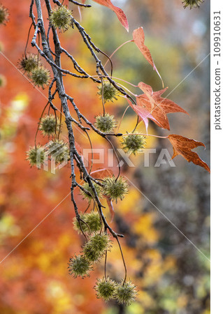 Fruit of Taiwan Fow 109910631