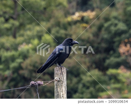 A long-billed crow perches on the top of a stick A long-billed crow perches on the top of a stick 109910634