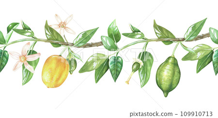 Lemon branch seamless Border. Watercolor botanical illustration of Fruit. Hand drawn on isolated background. Drawing of summer pattern. Painting of frame template 109910713
