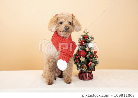 A toy poodle with a red muffler and a Christmas tree A toy poodle with a red muffler and a Christmas tree 109911002