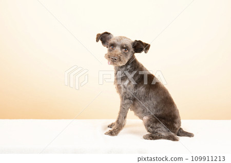 米色背部和迷你雪納瑞 109911213