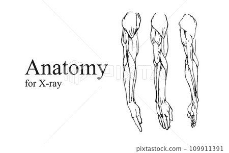 Hand drawn anatomy on white and black backgrounds. Anatomy human body connection, Vector hand drawn illustration 109911391