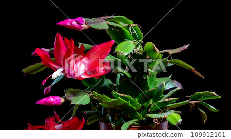 Beautiful Schlumbergera cactus with pink flowers and green leaves Beautiful Schlumbergera cactus with pink flowers and green leaves 109912101